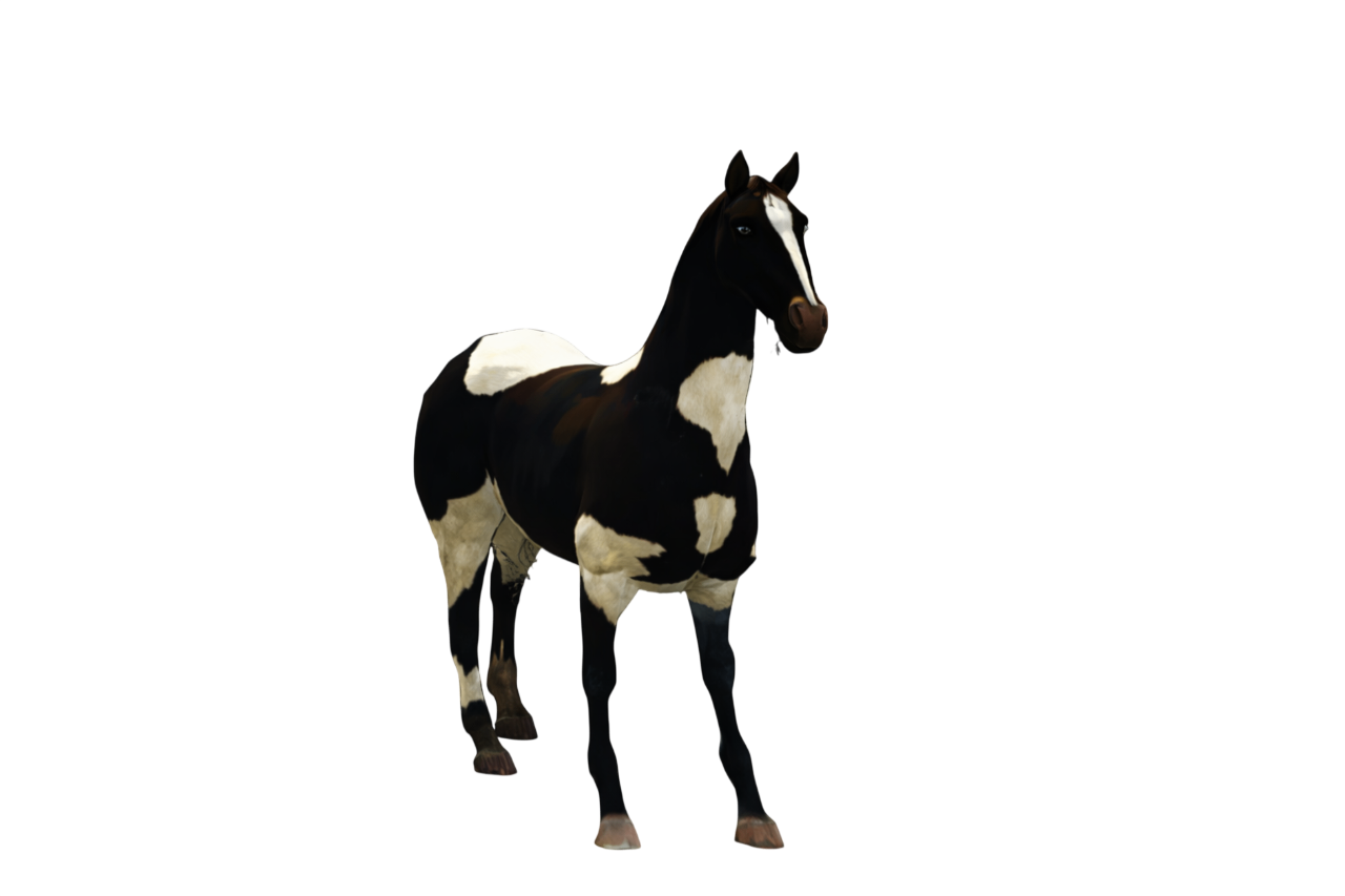 CAVALO