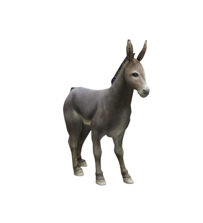 BURRO